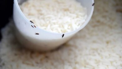 فرمول جادویی برای جلوگیری از شپشک برنج ترفند ساده و کاربردی برای ماندگاری طولانی برنج