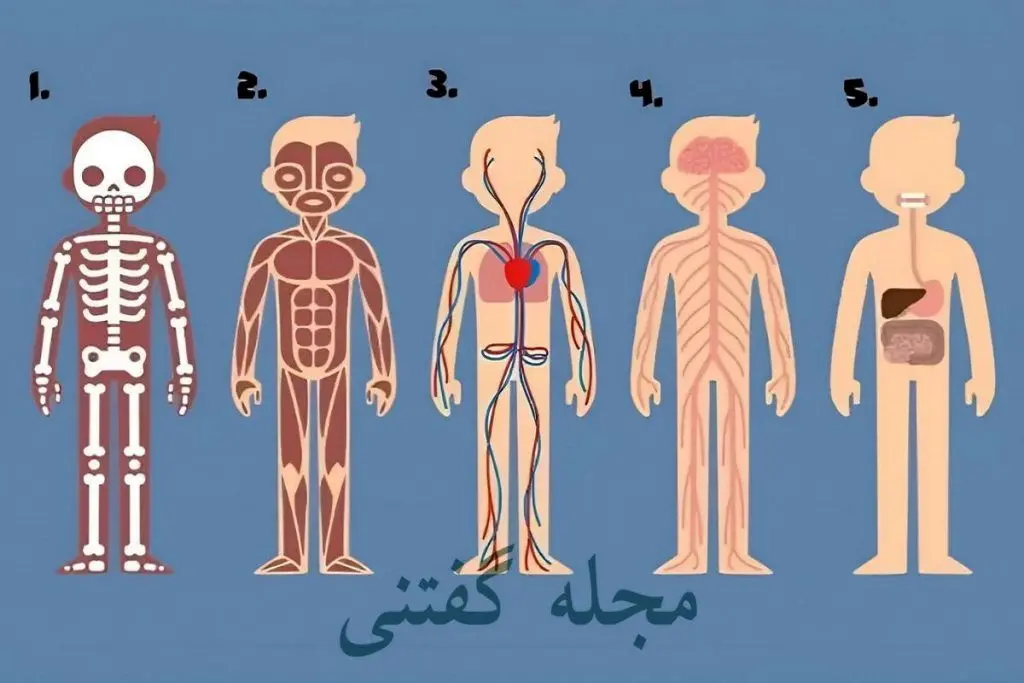 تست شخصیت به من بگویید به نظر شما کدام قسمت از بدن نقش مهم تری دارد؟  چقدر برای شما مهم است؟