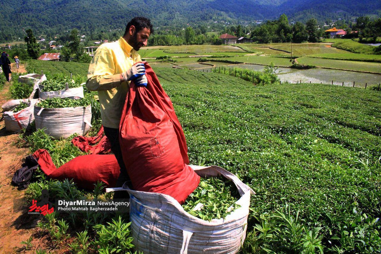 فساد «دباش»؛  اختلاس سه میلیارد دلاری تعادل بازار چای را بر هم زد