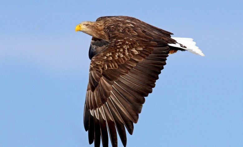 مشاهده یک گونه پرنده شکاری کمیاب در فیروزکوه