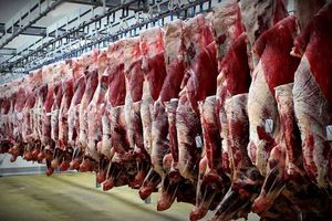 وزارت کشاورزی: قیمت گوشت کاهش پیدا کرد