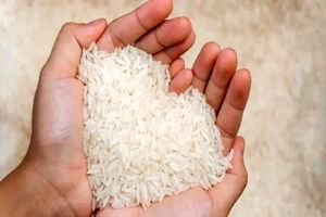 قیمت برنج شمال امروز ۱۹ اسفند