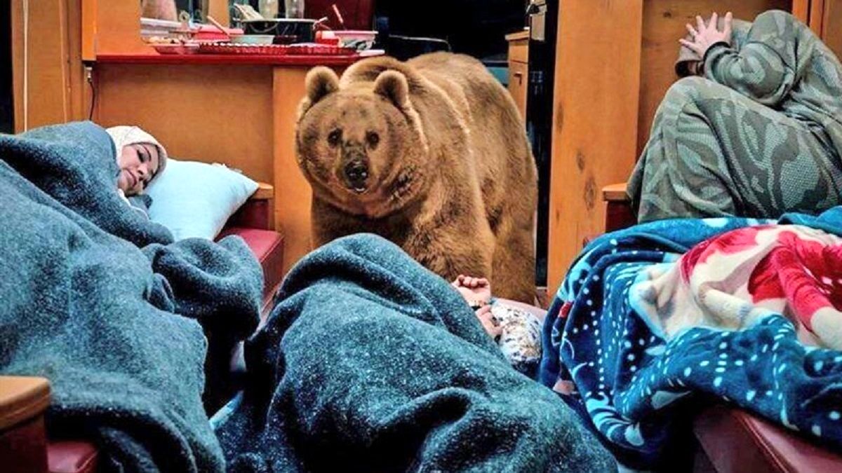 روایت Sirus Moghaddam از حضور خرس زنده در پایتخت 1/ ویدئو