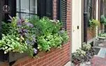 ۱۰ گیاه خوشبو برای کاشتن در ورودی خانه