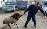گوسفند زنده کیلویی ۳۰۰ هزار تومان شد