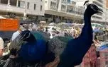 حیوانات و پرندگان عجیب‌ و غریب در بازار بغداد