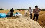 تصاویر؛ برداشت گندم در خوزستان