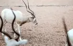 ۱۰ حیوان جان سختِ بیابانی که در صحرای داغ زنده مانده‌اند!