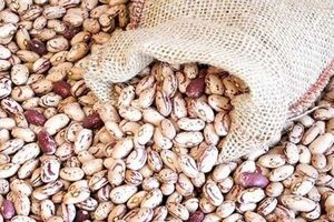 قیمت لوبیا هم‌قیمت گوشت | قیمت نیم میلیونی لوبیا ارزان می شود؟