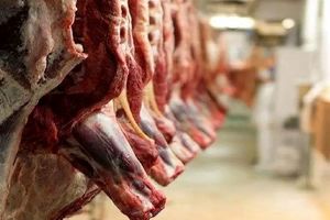 قیمت هر کیلوگرم گوشت شقه در تهران چند؟