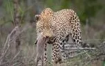 ببینید؛ حمله غافلگیرانه پلنگ ماده به لانه گرازها