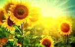 تفال به حافظ جمعه 2 خرداد ۱۴۰۴؛‌ ای دل ریش مرا با لب تو حق نمک....