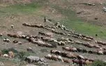تصاویر؛ قُرُق‌شکنی