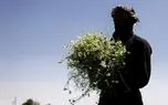 تصاویر؛ برداشت بابونه در اصفهان