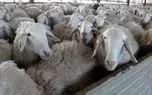 جهش ۲۹ برابری قیمت گوسفند در ۱۰ سال!