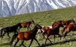 ببینید؛ تاخت‌وتازه اسب‌های وحشی در ارتفاعات ناندل با پس‌زمینه دماوند