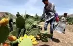 ببینید؛ گلابی خاردار یمن؛ از میوه‌ای وحشی تا عنصری ثابت در سفره مردم