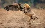 ببینید؛ برخورد معکوس در حیات وحش؛ لاشخوری که شیر را فراری داد!