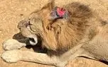 ببینید؛ پادشاه زخمی اما شکست‌ناپذیر