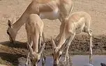 ببینید؛ احداث آبشخور برای آهوان منطقه حفاظت‌شده میشداغ