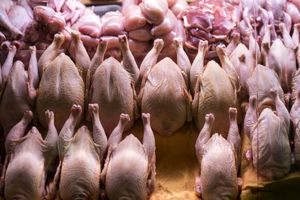 قیمت مرغ امروز ۱۸ مرداد ۱۴۰۴