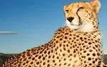 ببینید؛ راز طول عمر استثنایی یک یوزپلنگ ماده