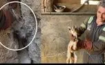 ببینید؛ نجات شگفت‌انگیز یک روباه گرفتار بین صخره‌ها