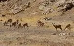 تصاویر؛ افتتاح پاسگاه محیط‌بانی در شرق تهران