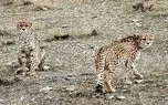مشاهده ۲ یوزپلنگ آسیایی در منطقه توران