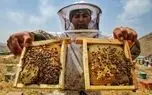 تصاویر؛ وقتی باغ‌ها کندوی عسل می‌شوند