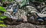 ببینید؛ حمل مار غول‌آسا روی دوش اهالی روستا