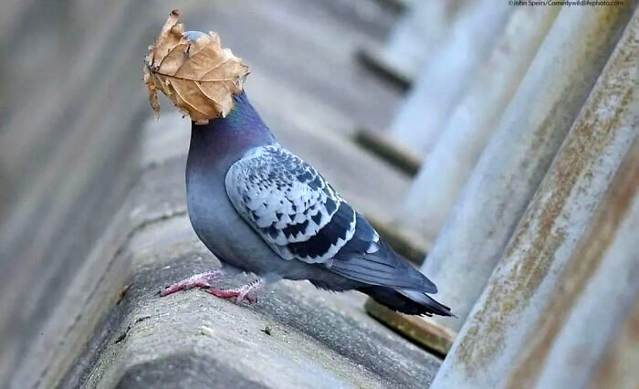 ج