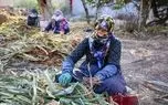 تصاویر؛ هنر سنتی «جاروبافی» در روستای ملاحسن