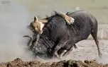 ببینید؛ کمین خارق‌العاده شیر ماده برای شکار گوزن یالدار