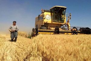 خبر مهم وزیر برای گندمگاران / شرط تعیین قیمت جدید گندم