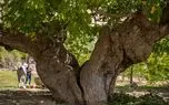 تصاویر؛ سایه‌سالاران چهارمحال و بختیاری