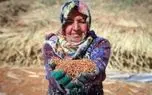 تصاویر؛ جاروبافی سنتی در خراسان شمالی؛ هنری همچنان زنده