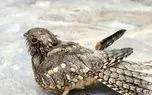 «شبگرد مصری» پس از ۶۰ سال به گیلان بازگشت