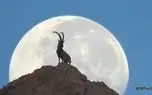 تصویری دیدنی از کوهی و ماه در نزدیکی خورموج