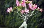 راهنمای نگهداری و تکثیر گل آدنیوم