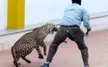 ببینید؛ مقابله هندی‌ها با چوب در برابر حمله پلنگ