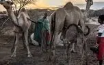 در نبرد کنیا با خشکسالی، شترها جای گاوها را گرفتند