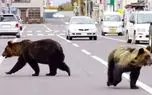 ارتش ژاپن برای مقابله با هجوم خرس‌ها به مناطق شهری مستقر شد