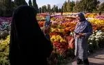 تصاویر؛ جشنواره گل‌های داوودی