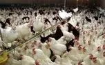 عاقبت مرغ‌های تریاکی از زبان رئیس دامپزشکی