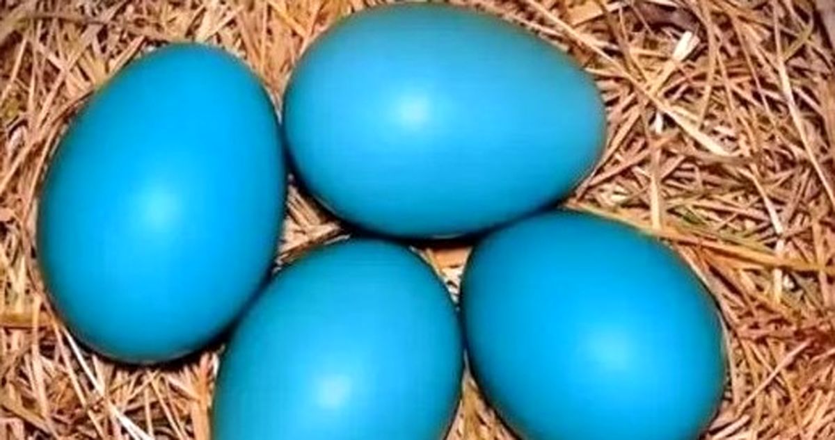 قیمت تخم مرغ آبی در بازار/ عدد 70 هزار تومان باور نکردنی است!