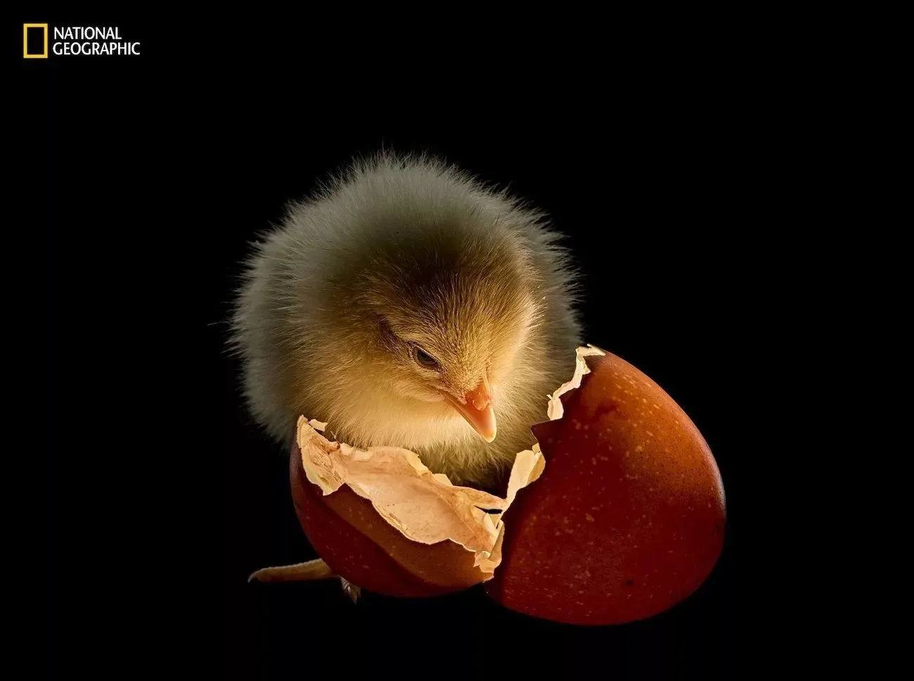 بهترین عکس های سال 2025 نشنال جئوگرافیک 1