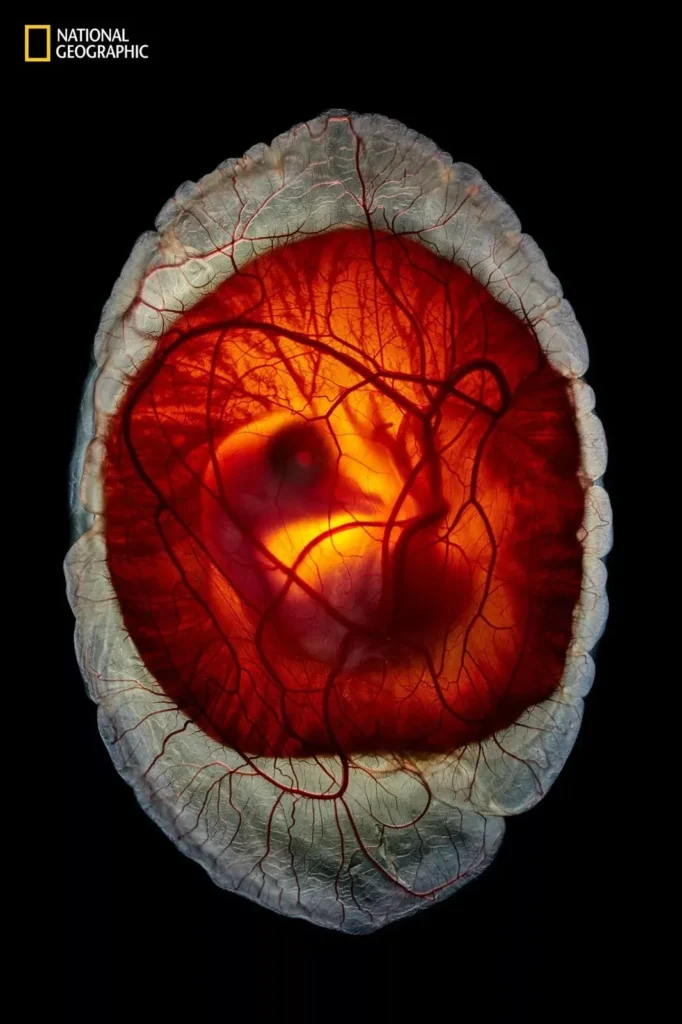 بهترین عکس های نشنال جئوگرافیک در سال 2025