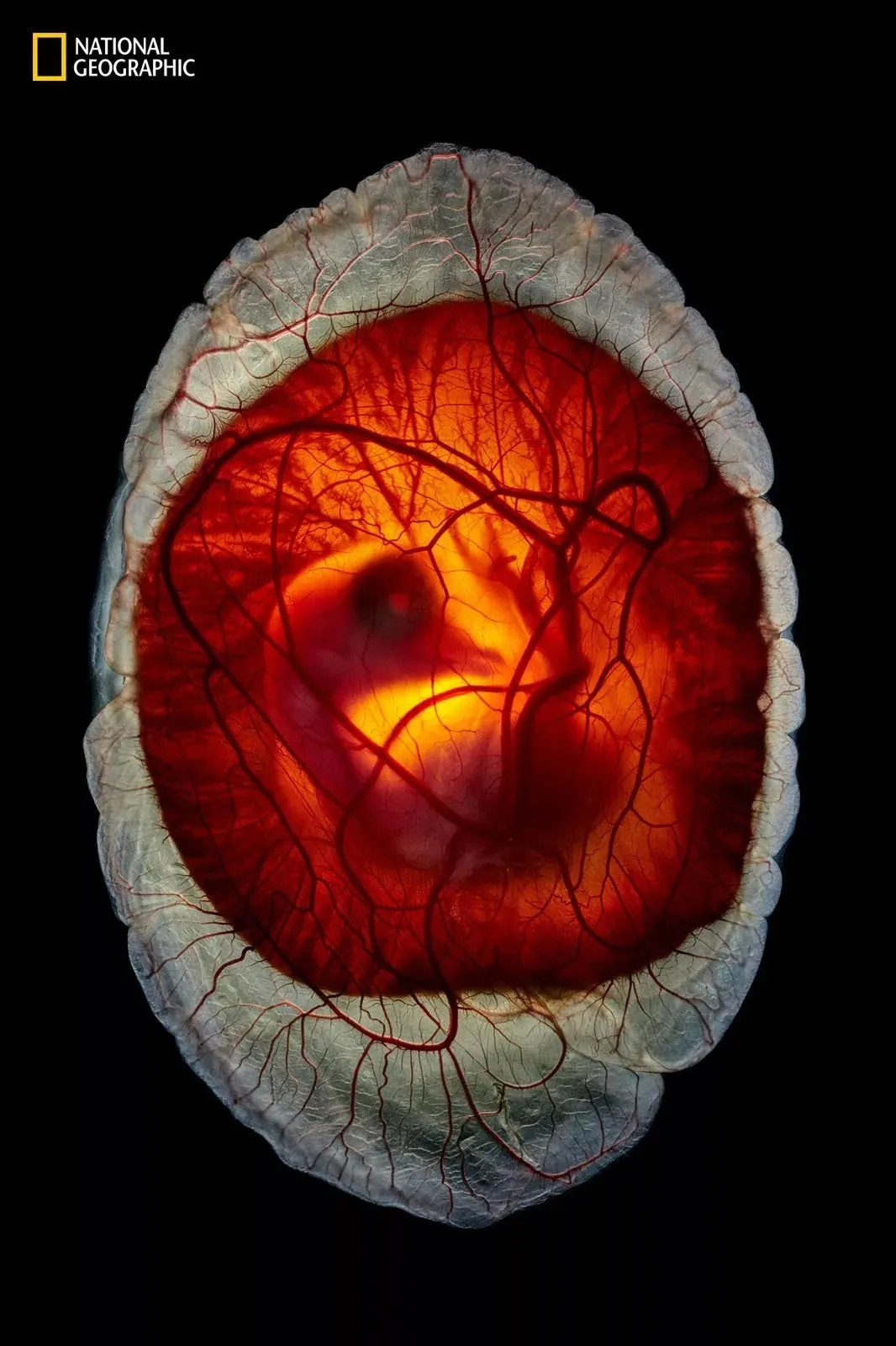 بهترین عکس های نشنال جئوگرافیک در سال 2025