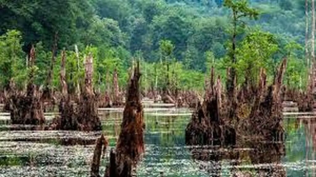 دریاچه ارواح بوشهر/فیلم